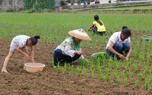 谷贱伤农为何中国农民常常盲目扩张种植？