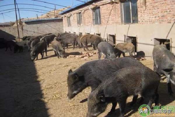 野猪养殖的优势及养殖所需条件