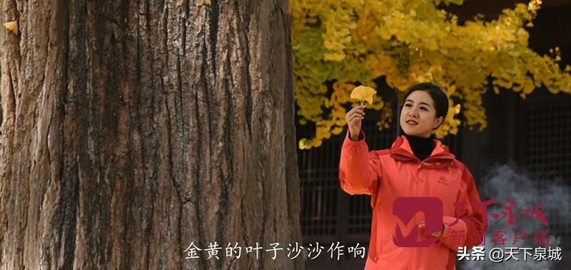 一叶知秋 遍地金黄 济南灵岩寺千年银杏迎最美时刻