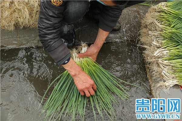 Guiyang: The person is diligent spring come early, green " sweet " the right season or time