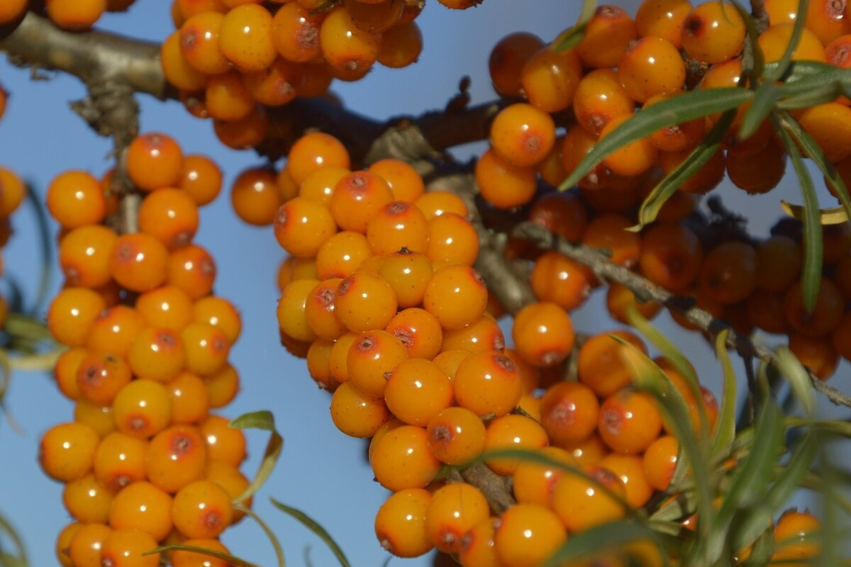 獼猴桃和沙棘果哪個維生素c含量高？ 維C之王稱號真的重要嗎？