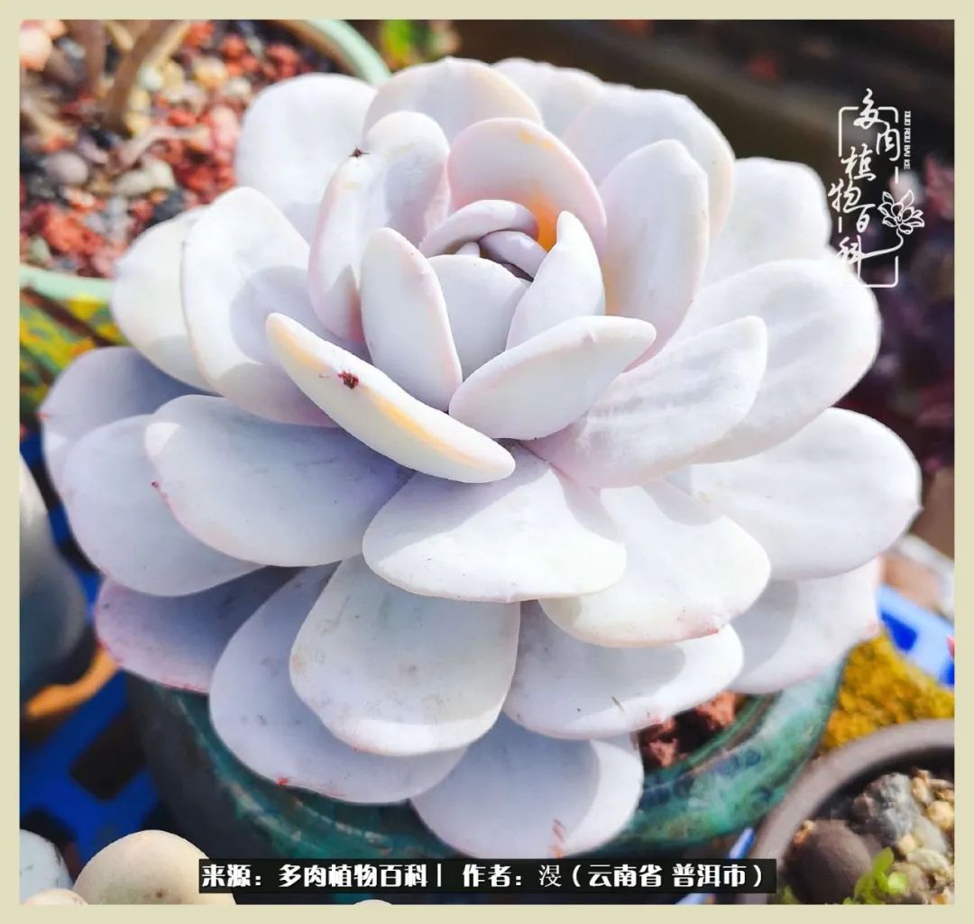 深情不及久伴，厚爱无需多言，择一“爱”，护一生