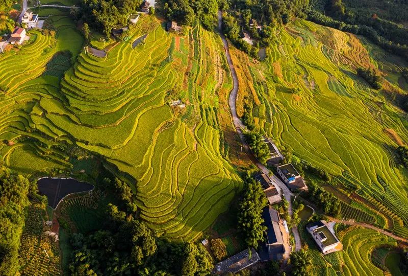 高粱红了！稻子黄了！泸州田野“丰”景如画~