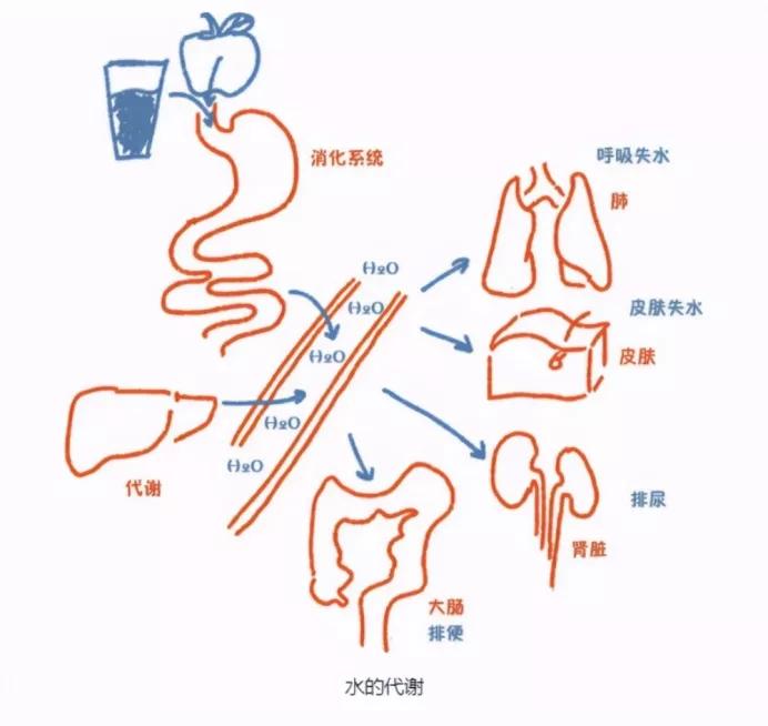 每天8杯水 到底對(duì)不對(duì)？