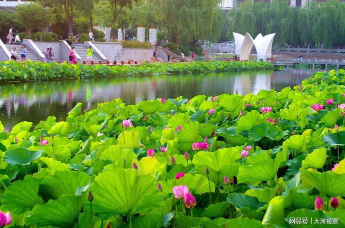 「发现许昌之美」莲城许昌荷花芳华绝代，让你看一眼惊艳整个夏天