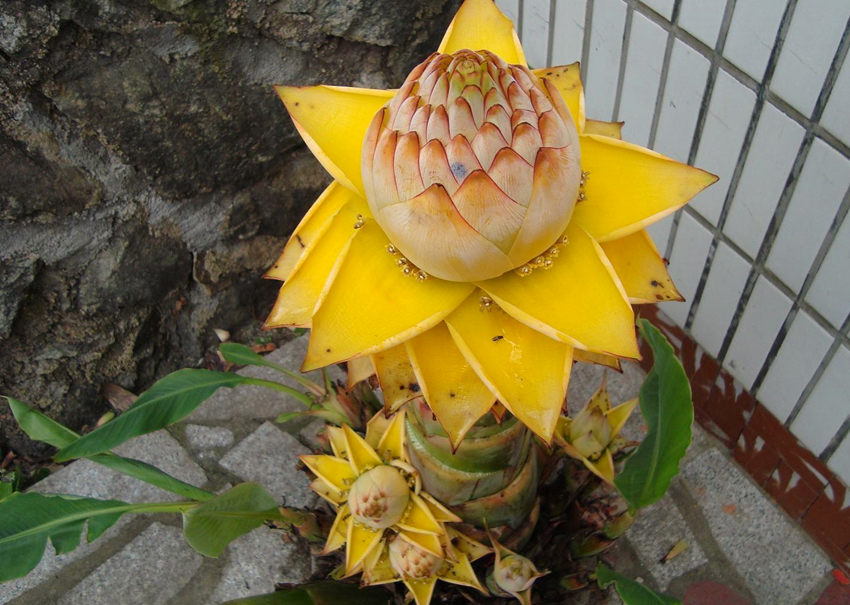 開(kāi)花的植物很美，長(zhǎng)期開(kāi)花就好了！這幾種花期都長(zhǎng)，你家養(yǎng)過(guò)嗎？
