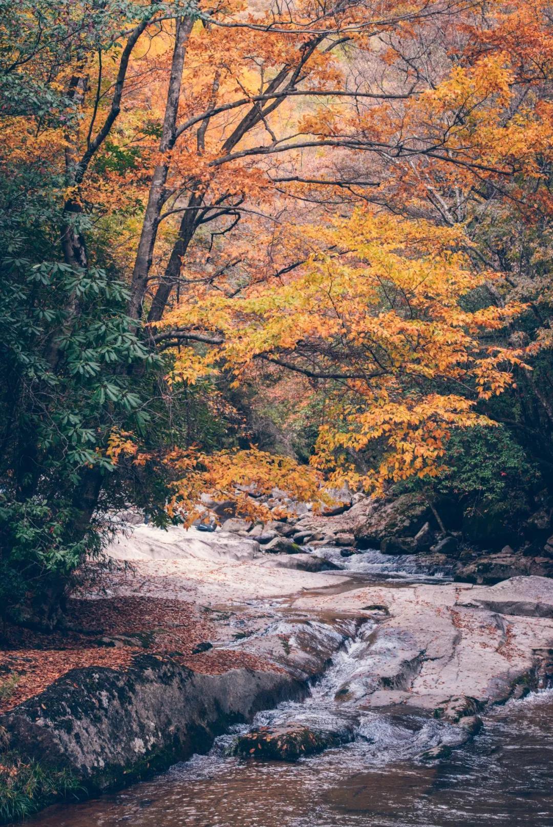 这个秋天最美的约定 兴国将军网手机版 兴国最早的门户网站