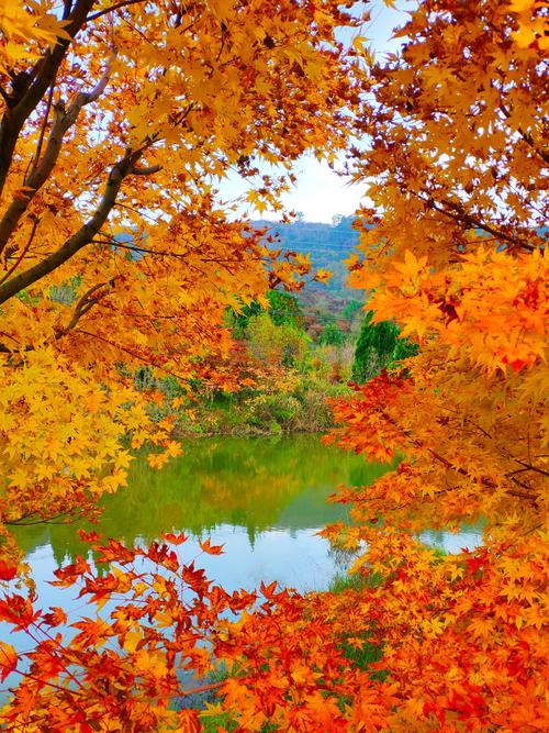 宁波最美赏秋攻略，带你走进童话般的梦幻仙境，感受人间绝美秋色