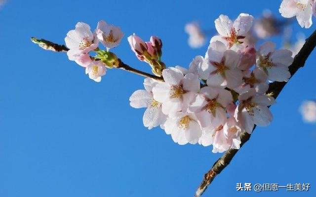 一句感悟人生的句子 人生，看透不如看淡图片