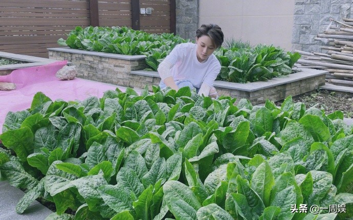 Zhang Xin grants to plant dish inside villa, go to the fields does farm work to exceed ground connection gas, the area arrives greatly can plant peach tree