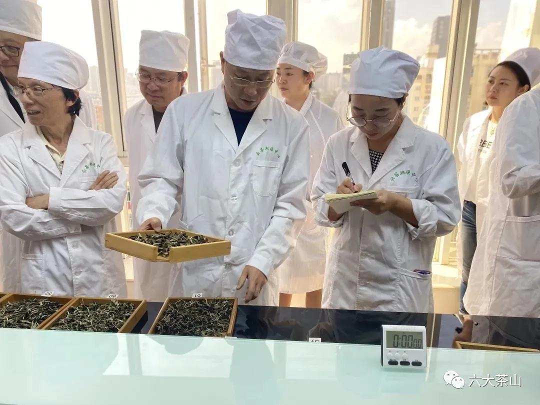 六山积极配合云南省白茶团体标准制定工作,助力云南白茶产业发展