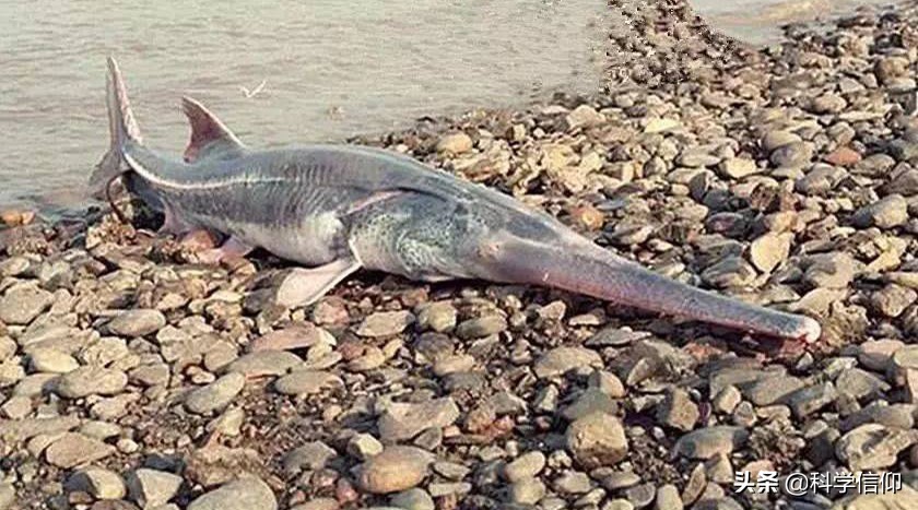 人類活動會加速動物滅絕嗎？有哪些動物在中國滅絕，又為何滅絕？