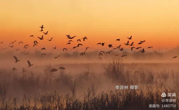 寒烟轻笼，白鹤戏水，民勤石羊河国家湿地公园宛如仙境一般