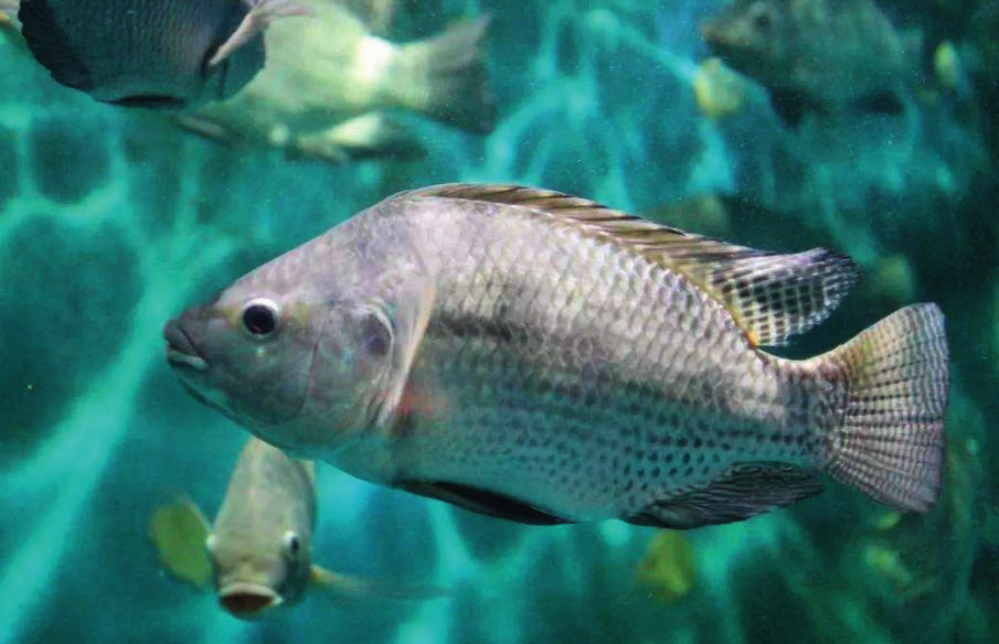 罗非鱼产业发展现状