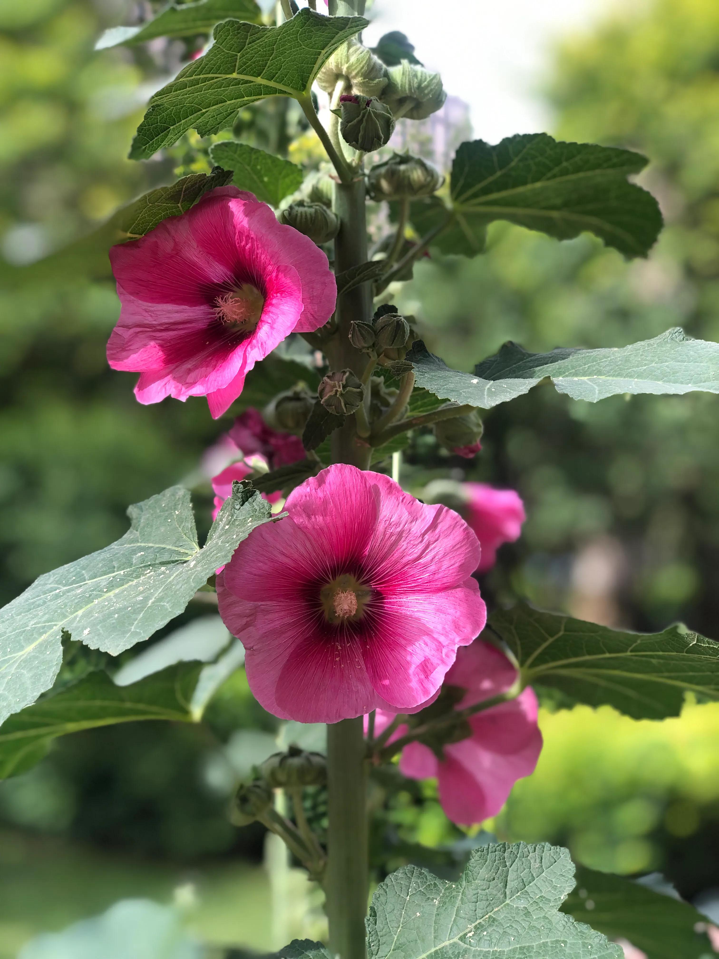 花無百日紅 卻有重開日 人無再少年 更無千日好 珍惜花開風景 老白瞬間掠影 Mdeditor