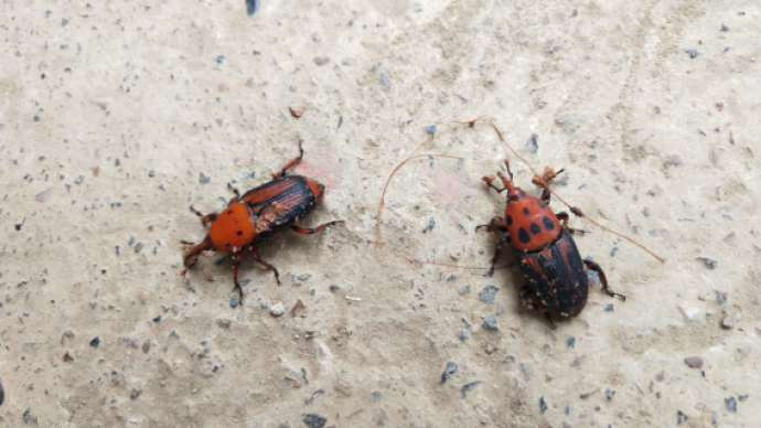 养殖|广西农户养殖逾千万只高危害虫 特色养殖何去何从