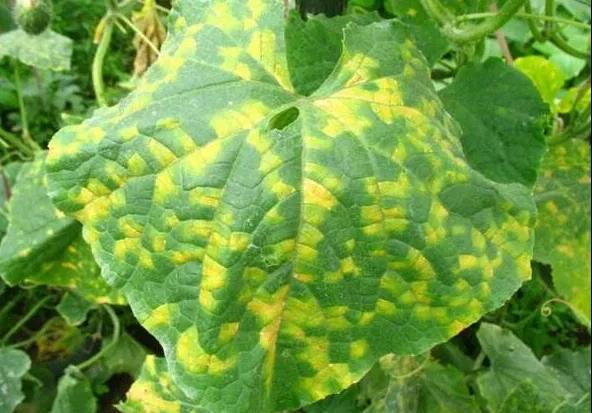 这4种病害将“大面积爆发”！严重时至少减产