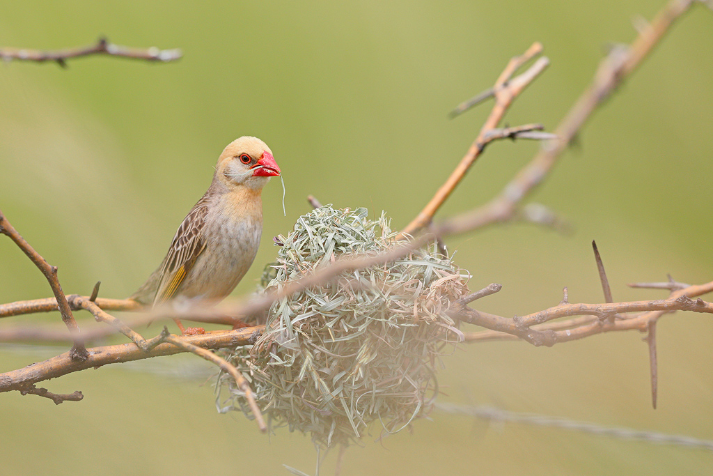 非洲麻雀氾濫，圍毆大象，引發糧食災荒，15億隻吃都吃不絕