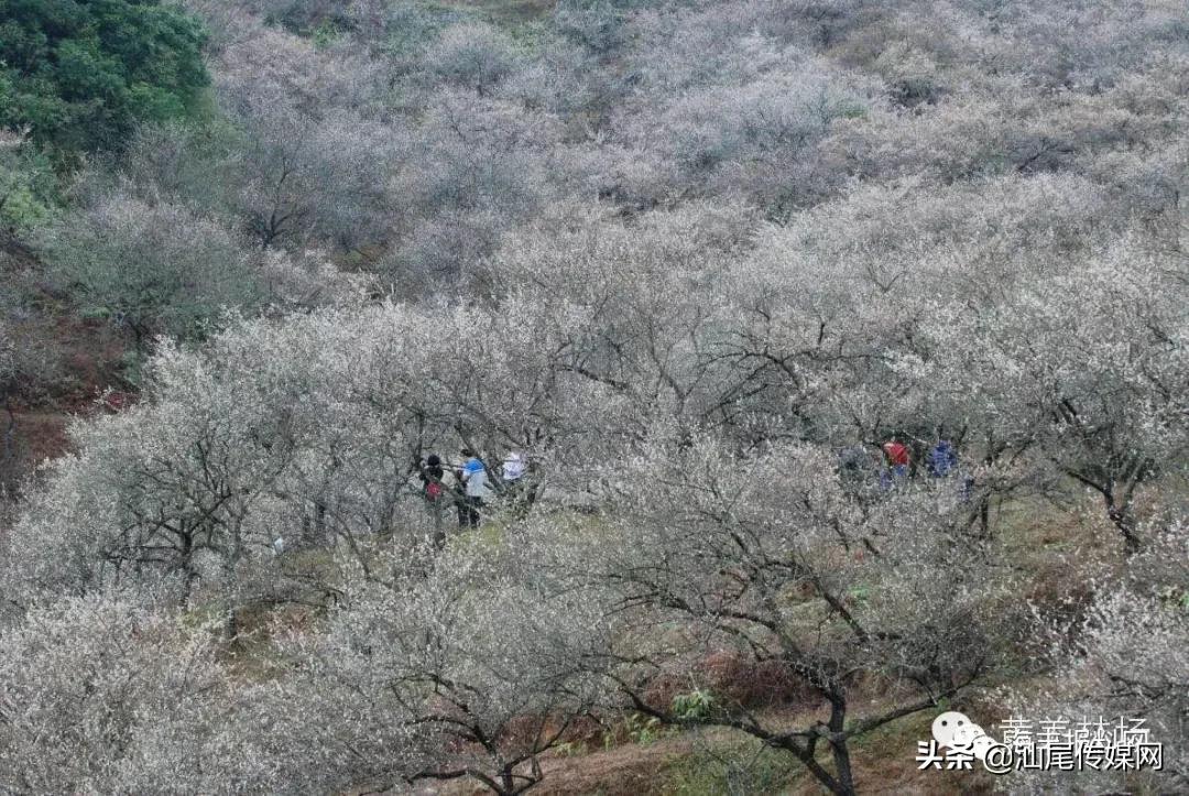 太美了！海丰这里藏着一大片白色如雪的梅花海，竟没人知道…