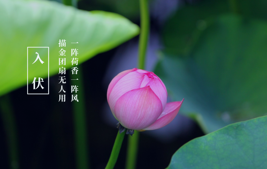 今夏入伏，你知道古人写了哪些有关三伏的诗？-第11张图片-非凡网