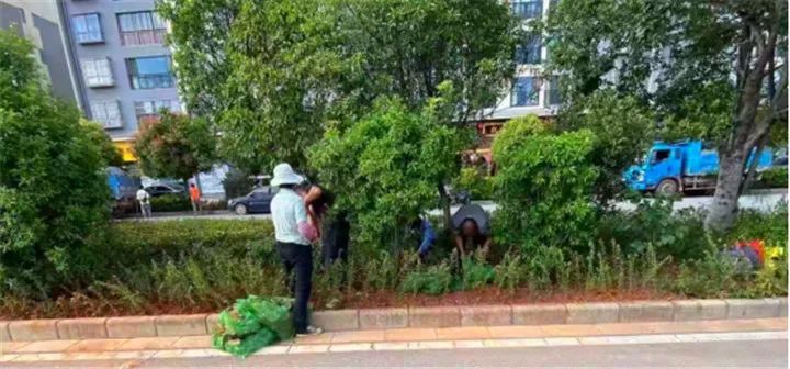 南华县住建局开展县城绿化补植补种持续提升城市颜值