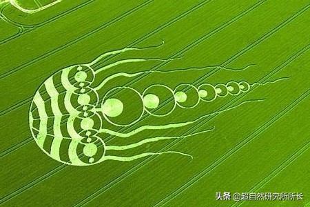 麥田怪圈竟然是假的？究竟是人為還是某種未知的傑作？