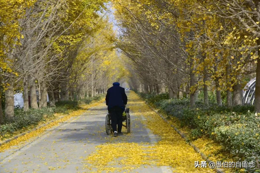 中国最美乡村“银杏时光隧道”，一个在徐州，一个在砀山的葛集镇