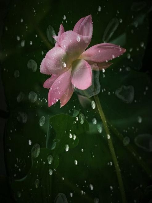 邀与雨花共度夏