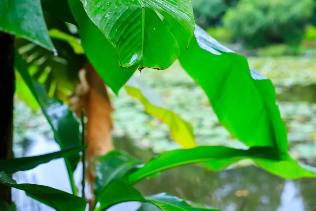 植树节｜7种树木，30首诗词，扬起百样情思-第6张图片-诗句网