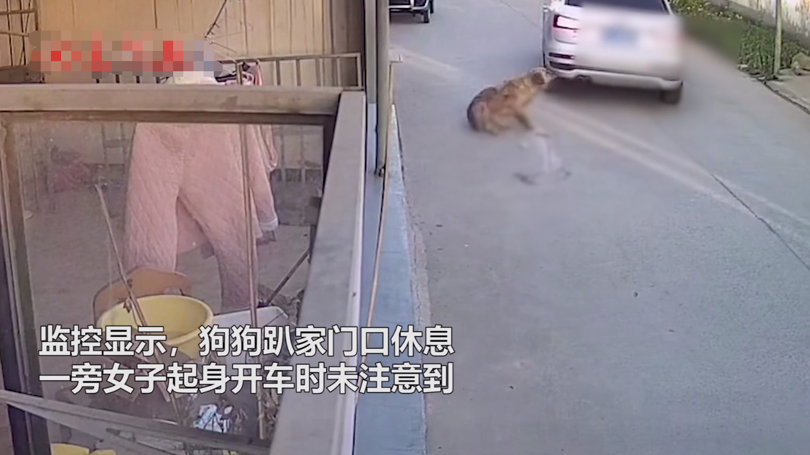 惨叫连连 狗狗趴在家门口休息 遭奥迪女司机2次 无视 碾压 绥青日报 Mdeditor