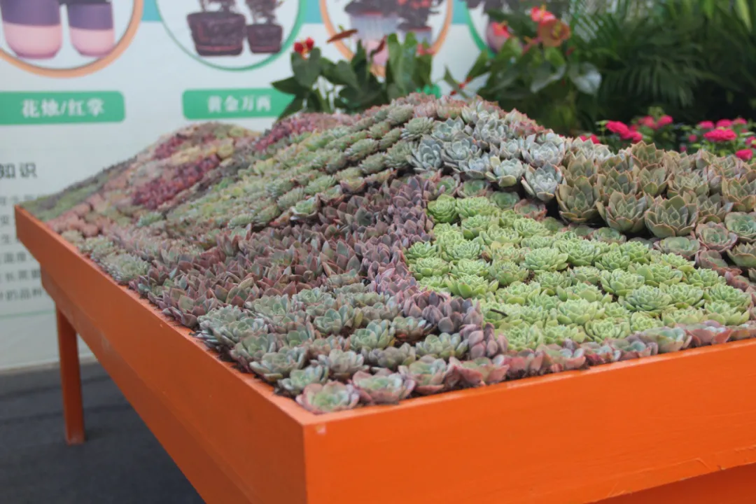 大饱眼福，第八届中国沭阳花木节竟如斯出色！你想看的全在这里…