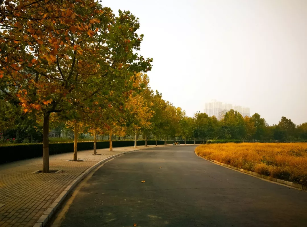河北各高校秋景来了,有你的校园记忆吗?