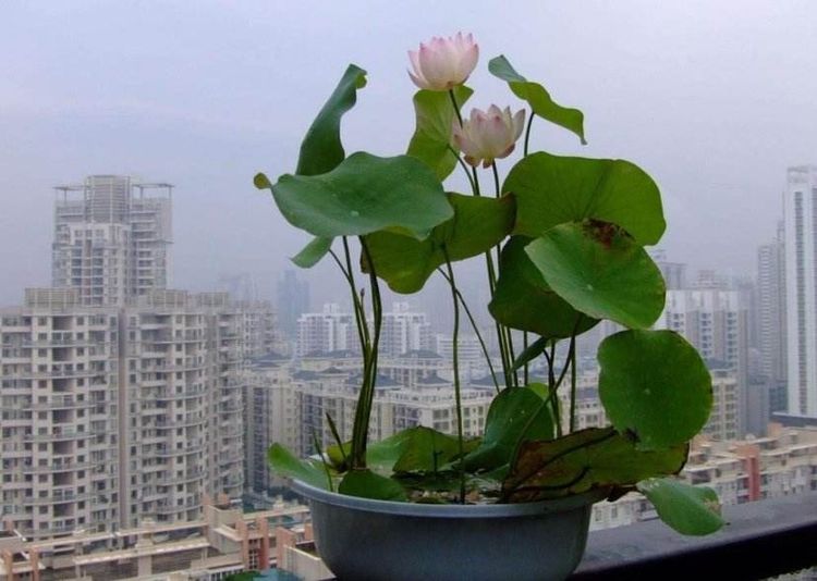 “小荷才露尖尖角，早有蜻蜓立上头。”我的碗莲成长记