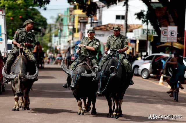 巴西警察的水牛坐骑：堪比太上老君的坐骑，个