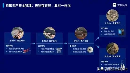 「睿畜科技」已完成A+轮融资，将深入畜牧业的供