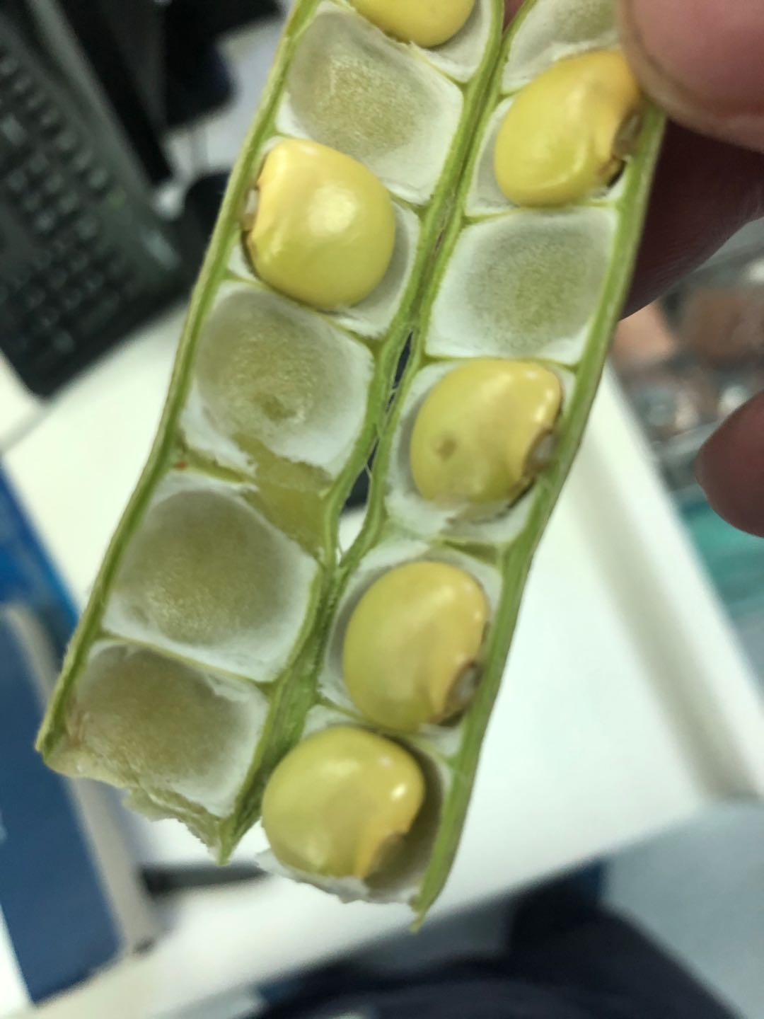 番薯，地瓜有你不知道的东西