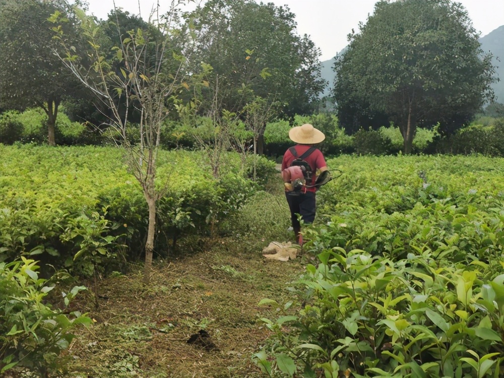 让茶园返璞归真，回归人工除草