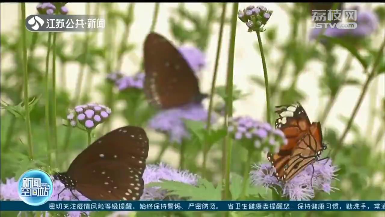 江苏农科院蝴蝶生态馆：彩蝶翩翩飞 四季都能赏