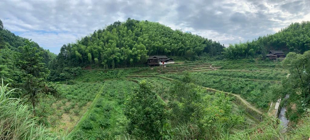 梁育明：楠竹“致富路” 百姓好支书