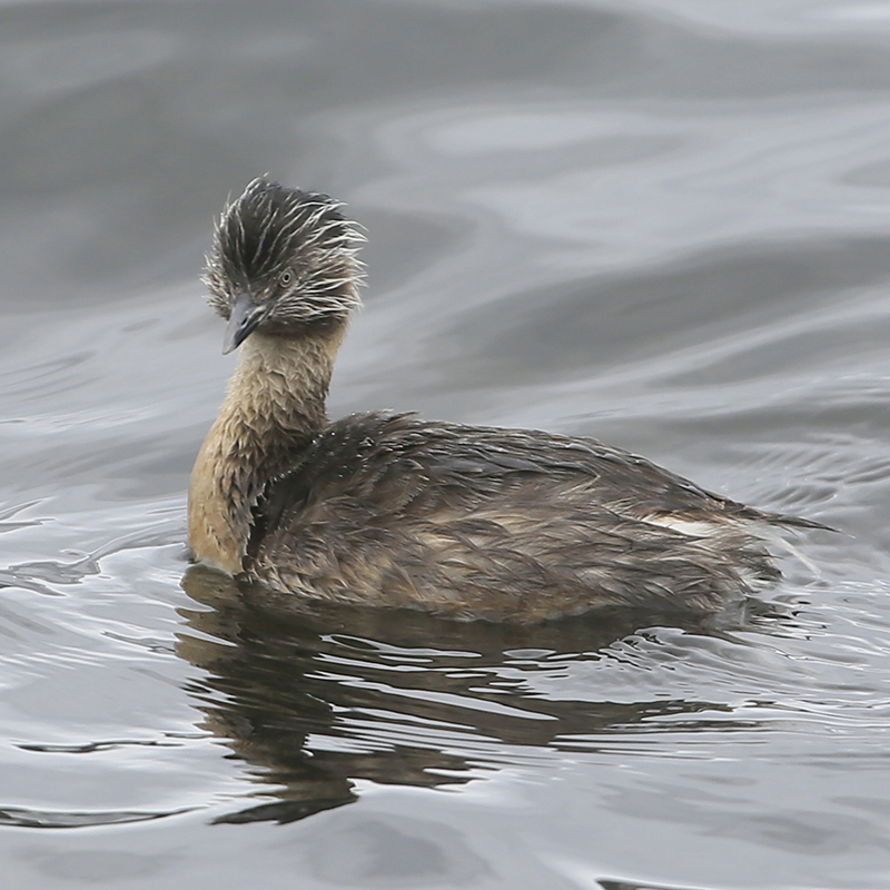 灰頭䴙䴘發如雪，繁華如三千東流水