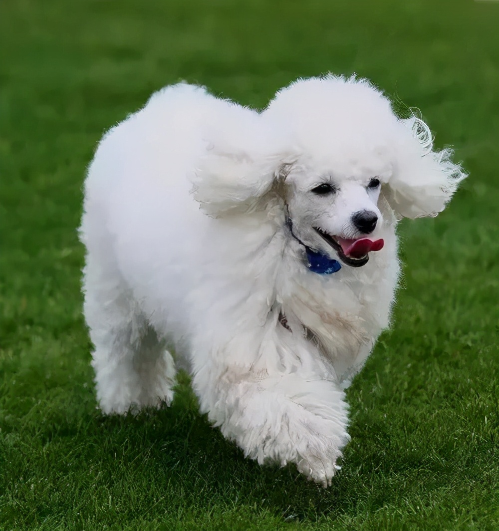 泰迪毛髮變白是什麼原因 泰迪犬毛髮變白怎麼辦 狗狗知識百科 Mdeditor