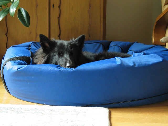 老年犬睡觉时间长，如何给老狗选合适的床，让狗狗睡得好