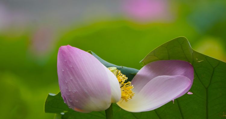 听荷莲花池，觉着有一种别样的诗意 文/李武兵 摄影/王名才