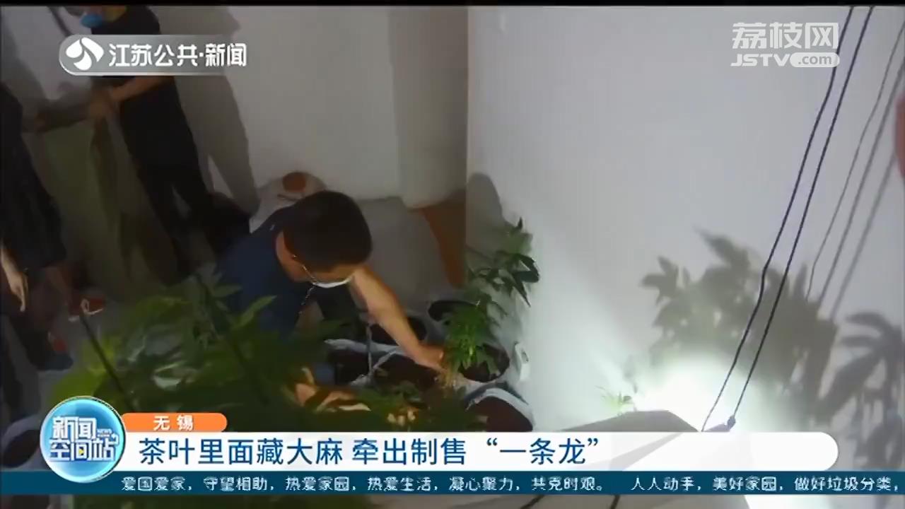 茶叶里暗藏大麻 牵出制售&ldquo;一条龙&rdquo;的犯罪链条