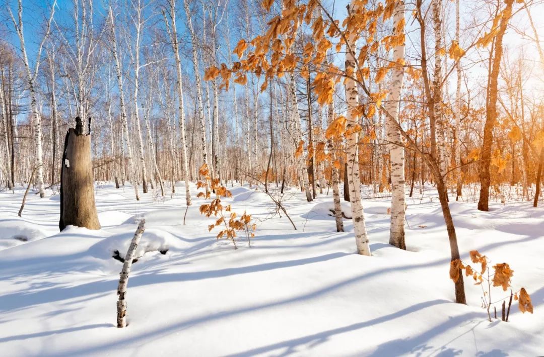 100句雪诗词，遇见最美冬天-第17张图片-诗句网