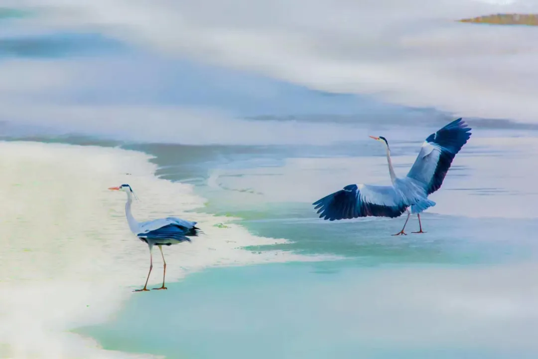 黑土湿地之都双鸭山 | 东升湿地 风景独好