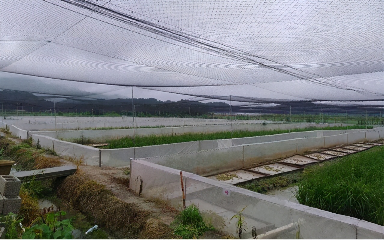 去年曾被禁养，如今却常遭“灾害”，网友：特种养殖不容易