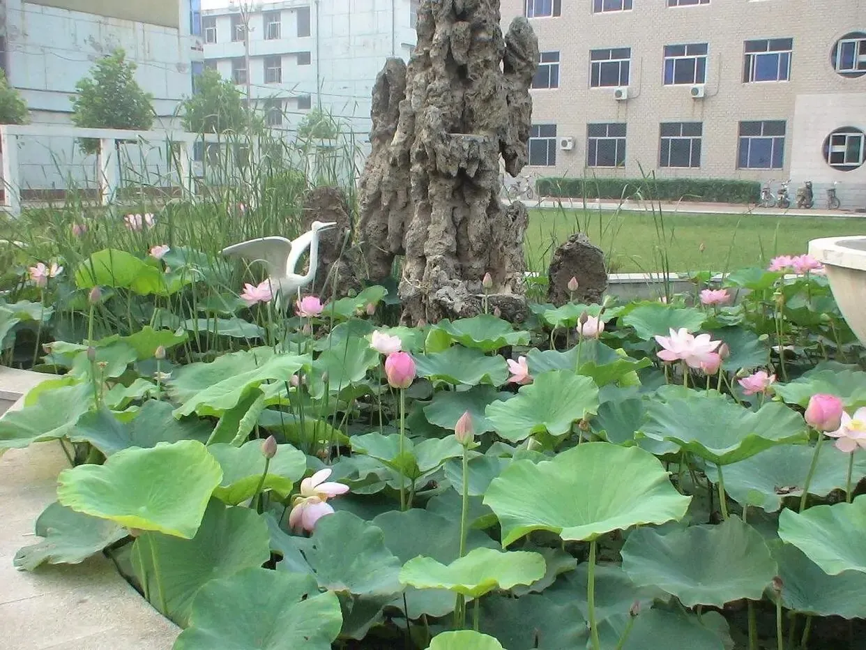 河北的一个县,由沧州市下辖,为我国园林城市,距北京260公里