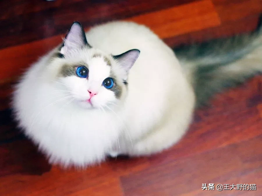 想養大體型的貓咪，這8個品種的貓不能錯過，快看看你知道幾個？