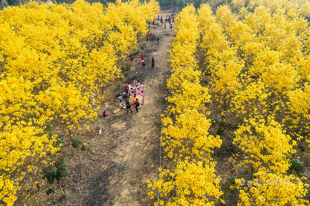 10亩风铃竟吸引数万广东大妈前去打卡，村民：都是闲得慌